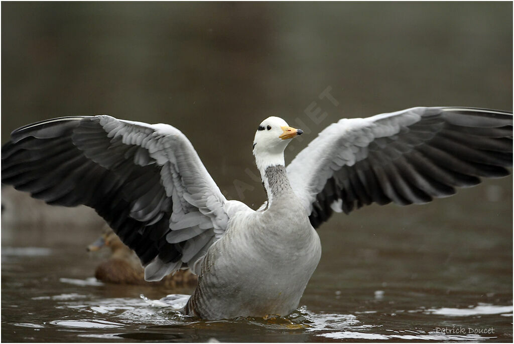 Bar-headed Goose