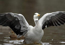 Bar-headed Goose