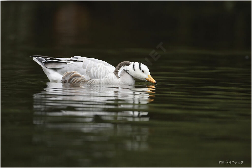 Bar-headed Goose