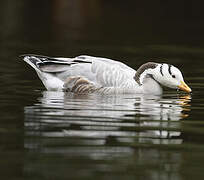 Bar-headed Goose