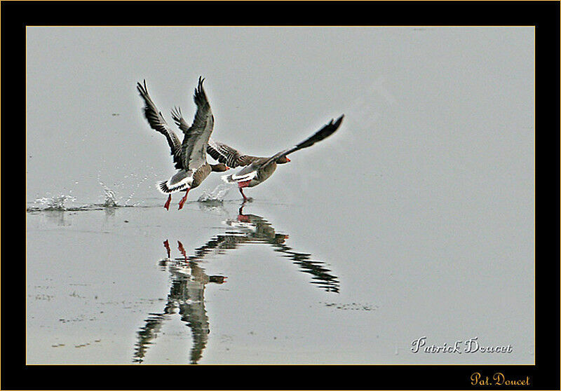 Greylag Goose