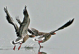 Greylag Goose