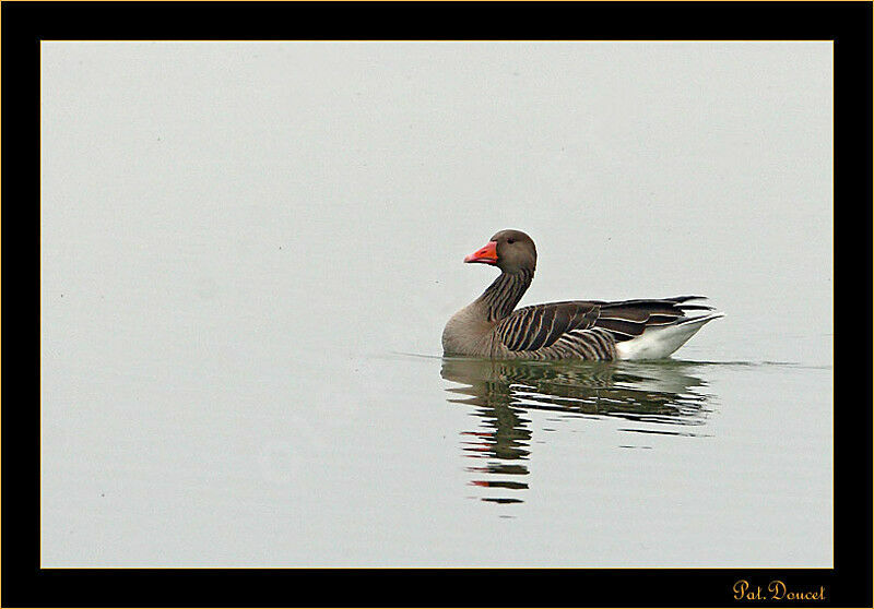 Greylag Goose