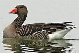 Greylag Goose