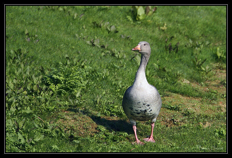 Greylag Goose