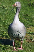 Greylag Goose