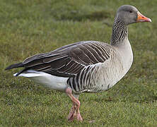 Greylag Goose