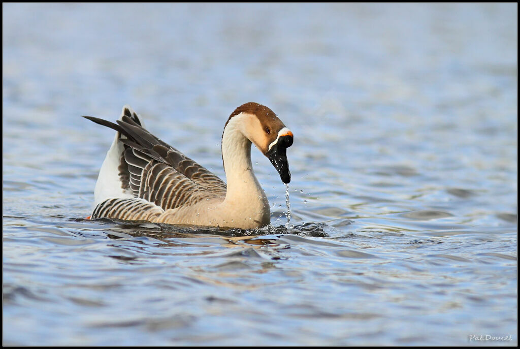 Swan Goose