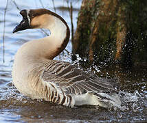 Swan Goose