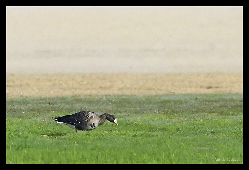 Greater White-fronted Goose