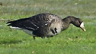 Greater White-fronted Goose