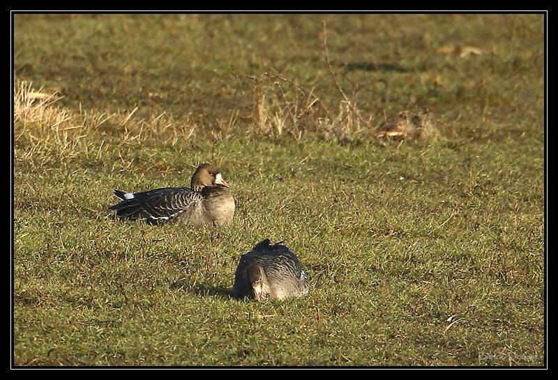 Greater White-fronted Goose