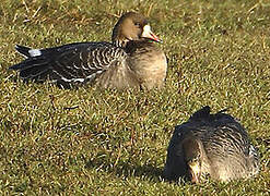 Greater White-fronted Goose