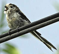 Long-tailed Tit