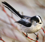 Long-tailed Tit