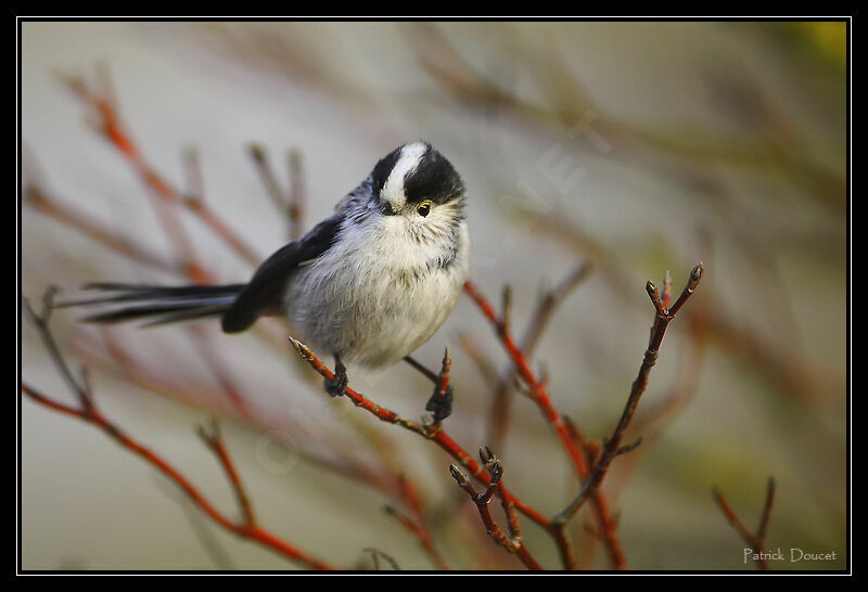 Long-tailed Tit