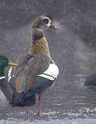 Egyptian Goose