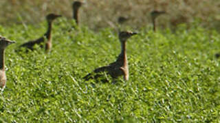 Little Bustard