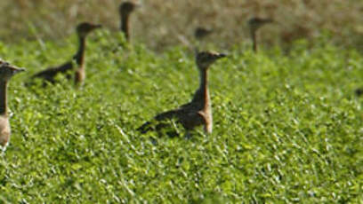 Outarde canepetière