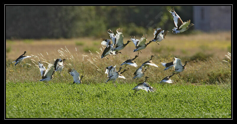 Little Bustard