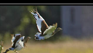 Little Bustard