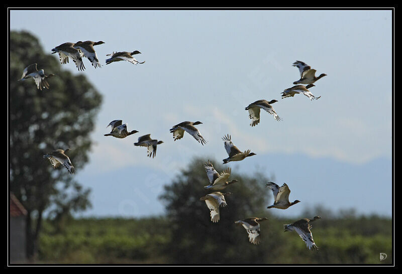 Little Bustard