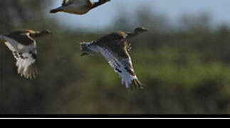 Little Bustard