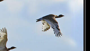 Little Bustard