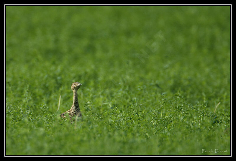 Outarde canepetière