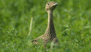 Little Bustard