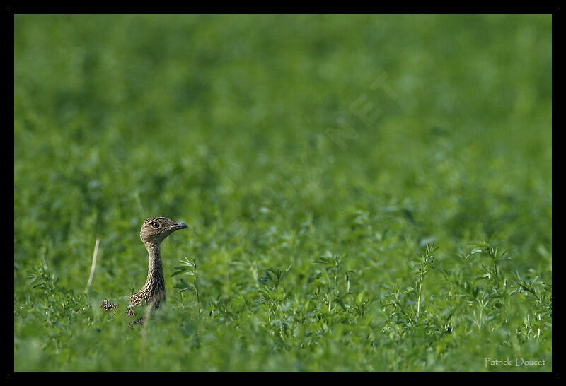 Little Bustard