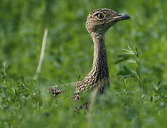 Little Bustard