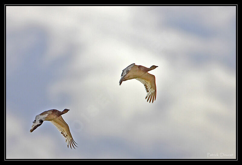 Little Bustard