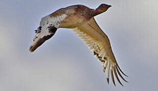 Little Bustard