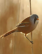 Bearded Reedling