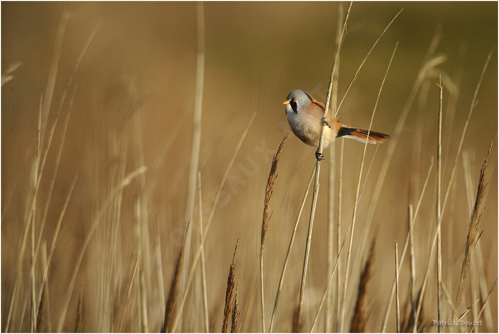 Bearded Reedling