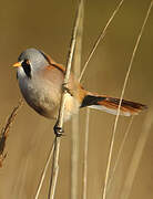 Bearded Reedling