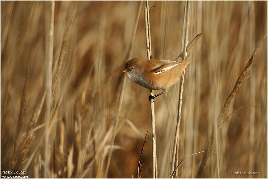 Bearded Reedling female adult, habitat, pigmentation