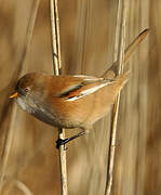 Bearded Reedling