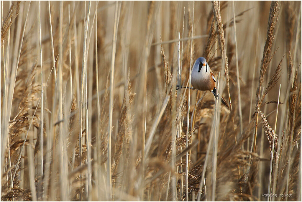 Panure à moustaches