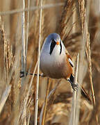 Bearded Reedling