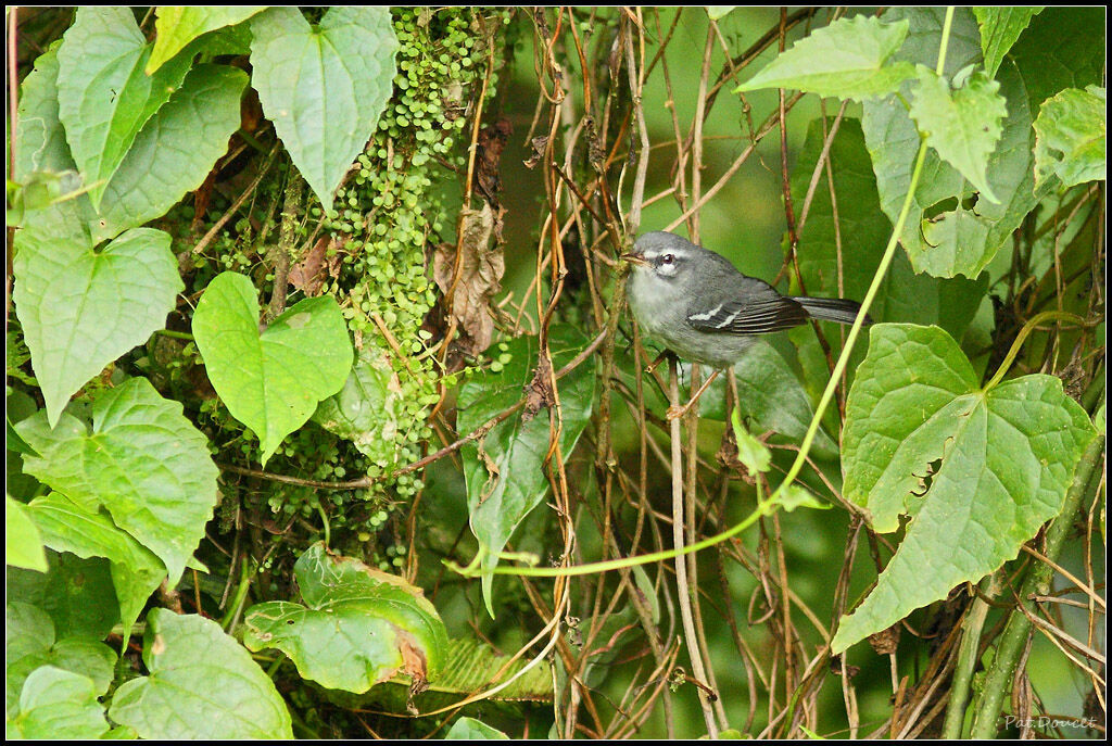 Plumbeous Warbler