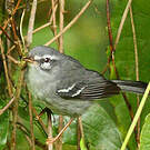 Paruline caféiette