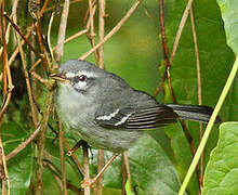 Plumbeous Warbler