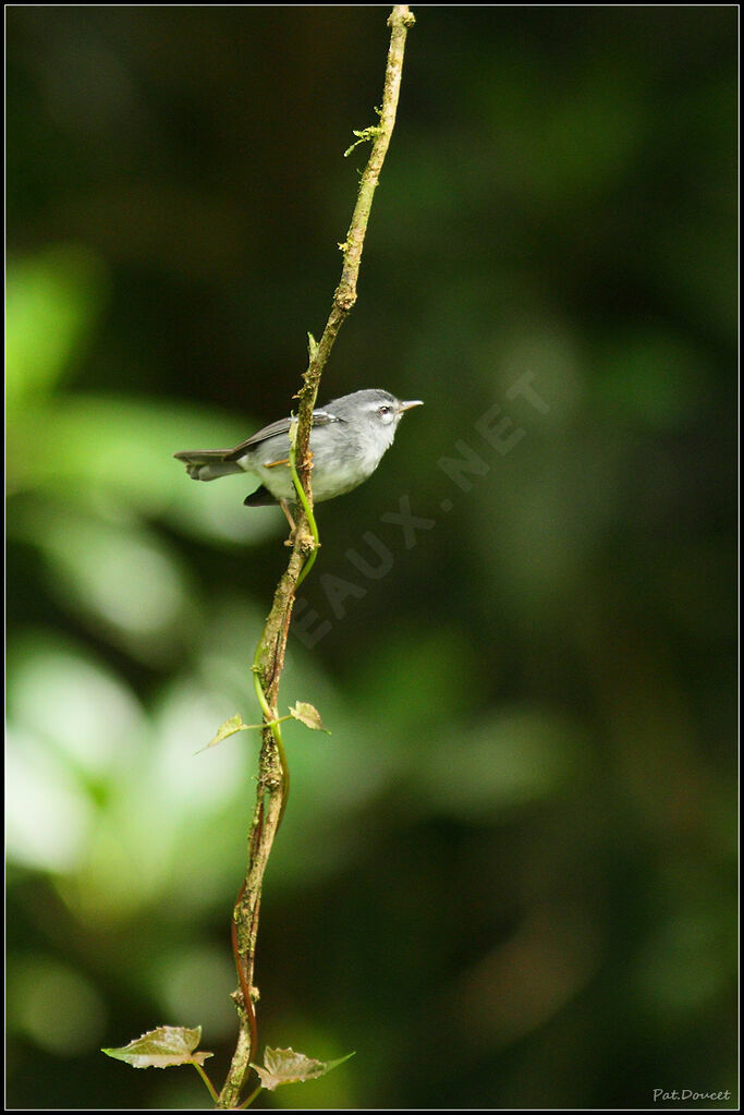 Plumbeous Warbler