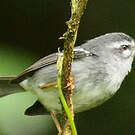 Paruline caféiette