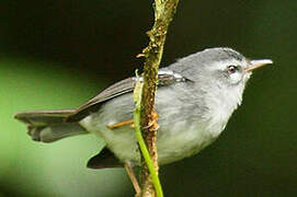 Plumbeous Warbler