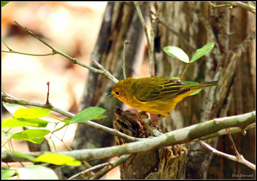 Mangrove Warbler