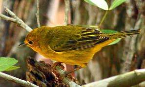 Mangrove Warbler