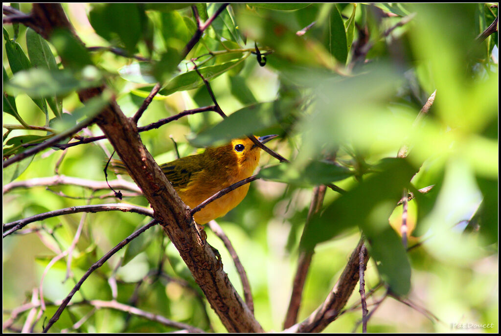 Mangrove Warbler